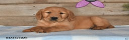 Golden Retriever dogs for sale: Bobby - Ad 2