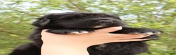 Newfoundland dogs for sale: Moth - Ad 5