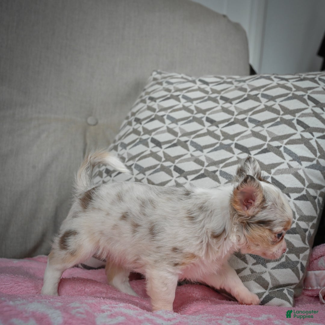 Chihuahua dogs for sale: Winnie - Ad 9