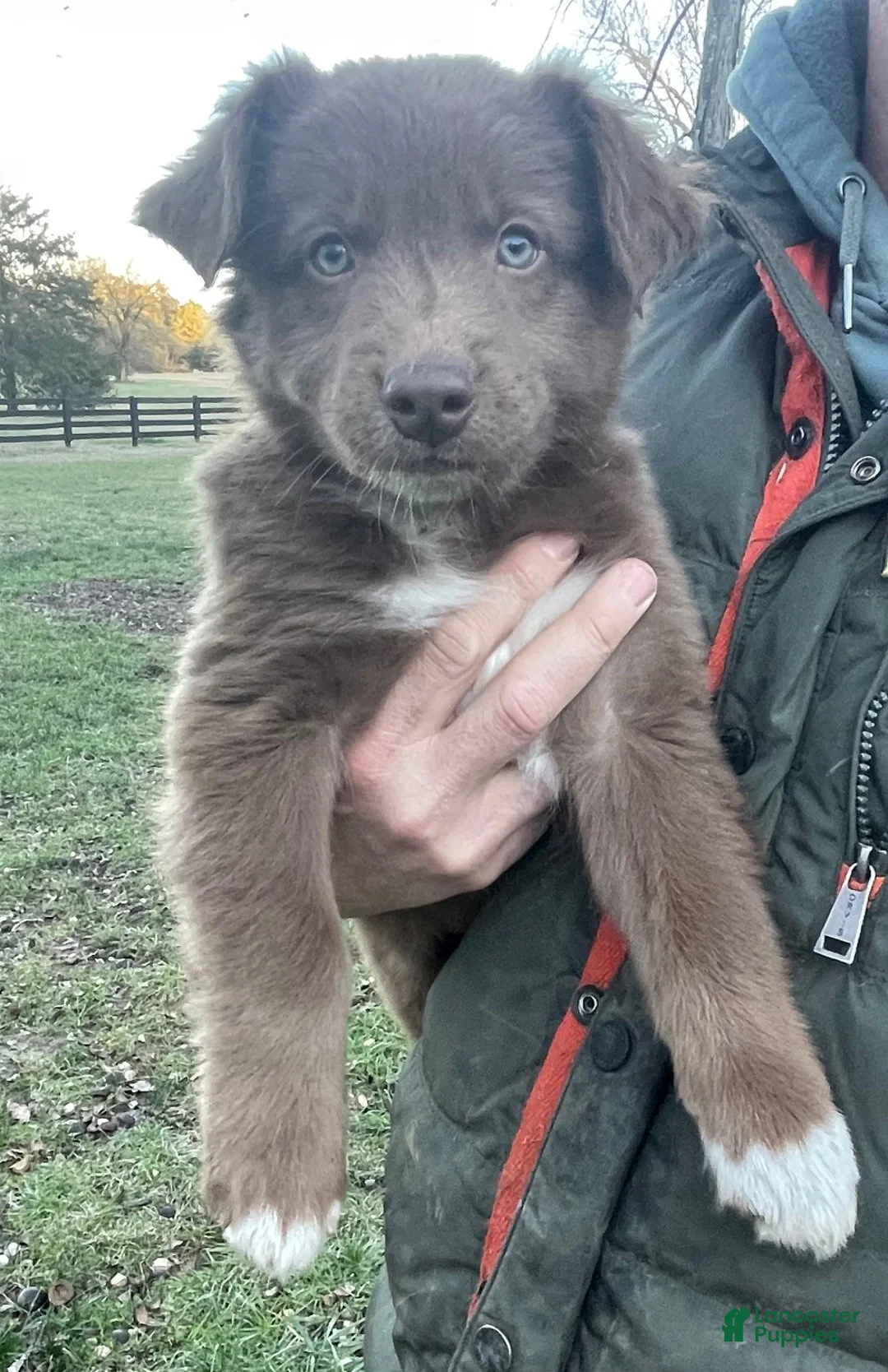 Australian Shepherd dogs for sale: Griz - Ad 1