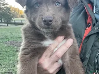 Australian Shepherd dogs for sale: Griz - Ad 3