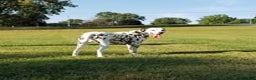 Dalmatian dogs for stud: AKC Registered Stud - Ad 7