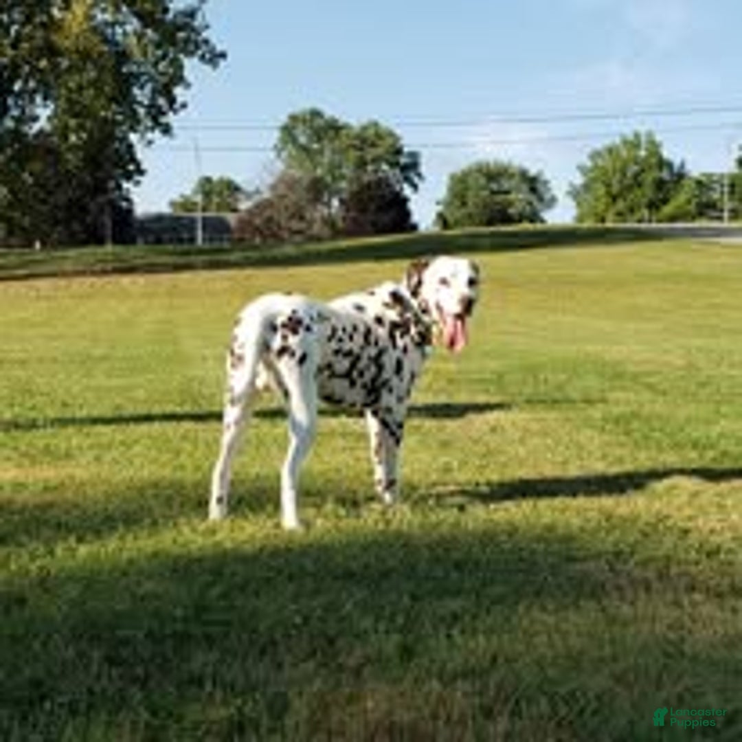 Dalmatian dogs for stud: AKC Registered Stud - Ad 7