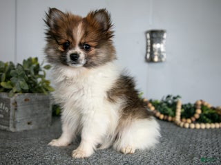 Pomeranian dogs - Ad 36