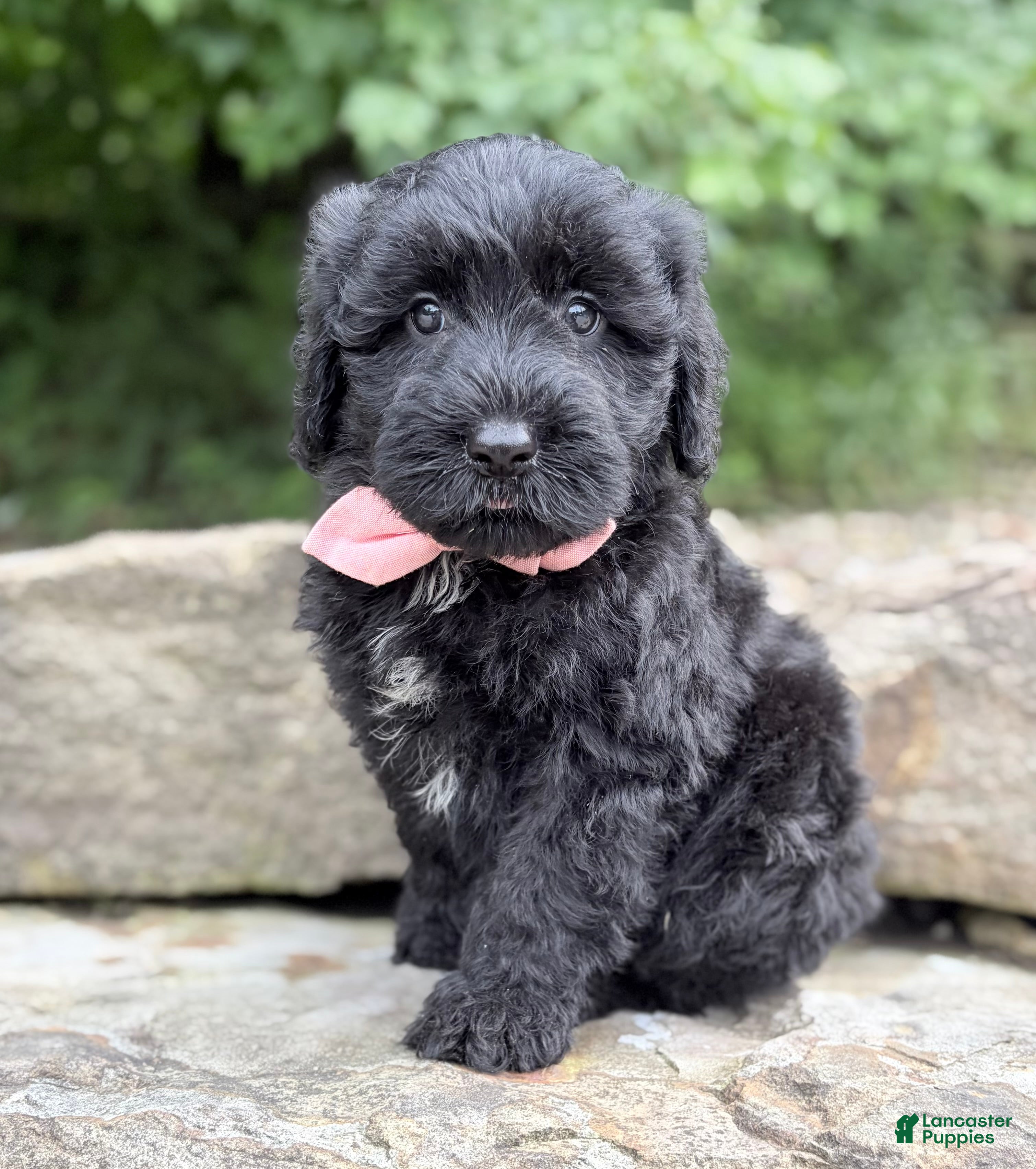 Portuguese Water Dog dogs Flint - Ad 1