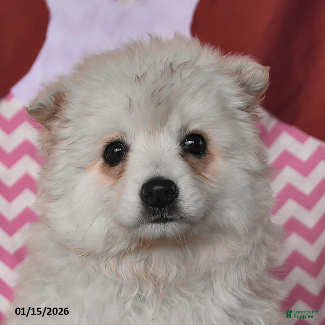 American Eskimo dogs for sale: Lily - Ad 3