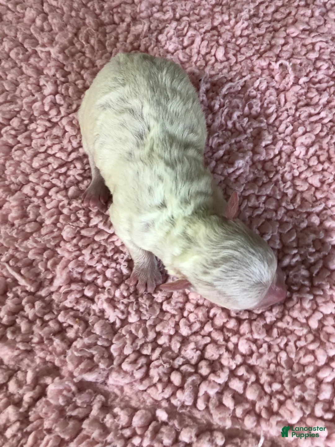 Maltipoo dogs for sale: Brookie - Ad 2
