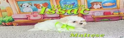 Maltese dogs for sale: Issac - Ad 4