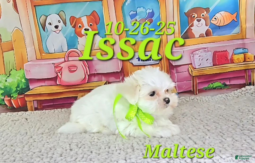 Maltese dogs for sale: Issac - Ad 4
