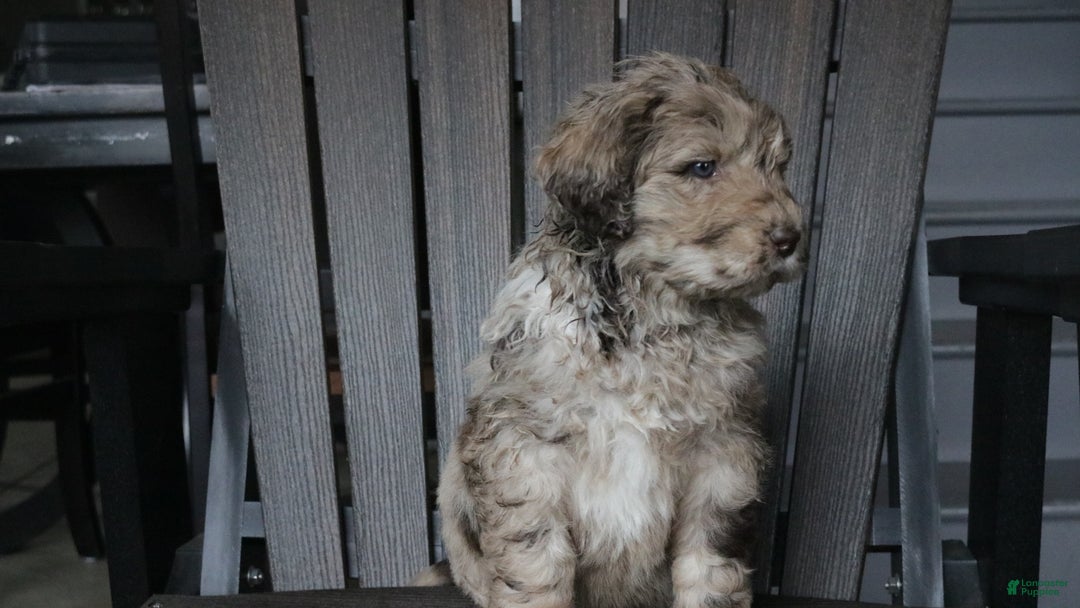 Newfypoo dogs for sale: Reni - Ad 11