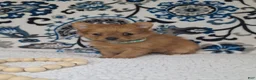 Mixed Breed dogs for sale: Tiny - Ad 4