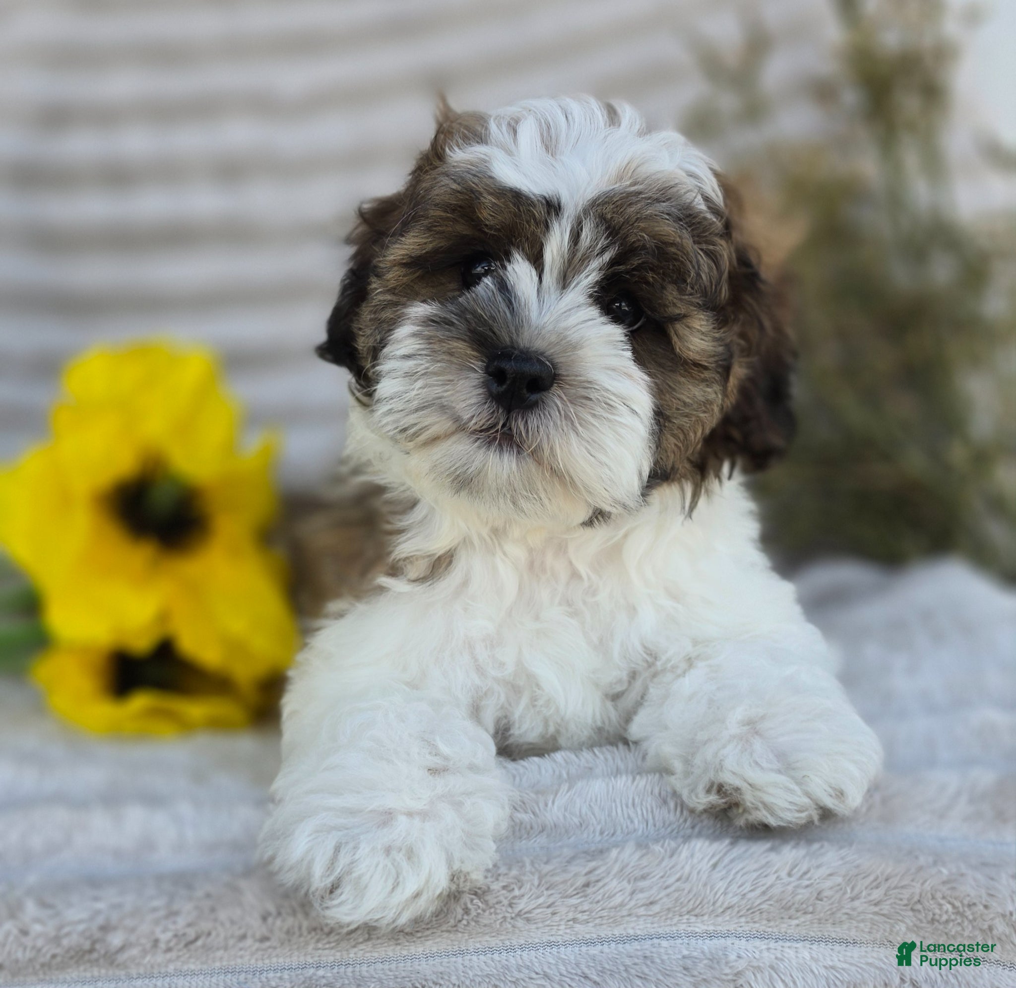 Shihpoo dogs Scout - Ad 1