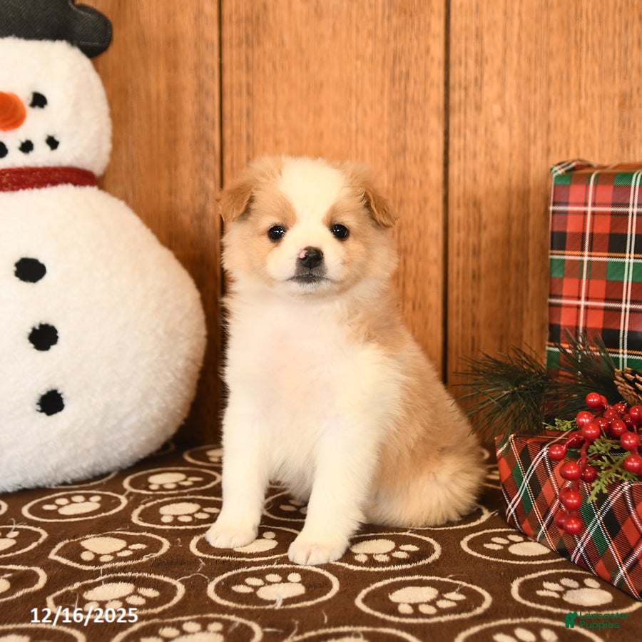 Miniature Australian Shepherd dogs Jemma - Ad 8