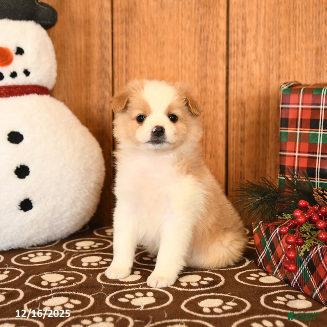 Miniature Australian Shepherd dogs for sale: Jemma - Ad 1