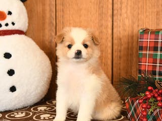 Miniature Australian Shepherd dogs Jemma - Ad 16