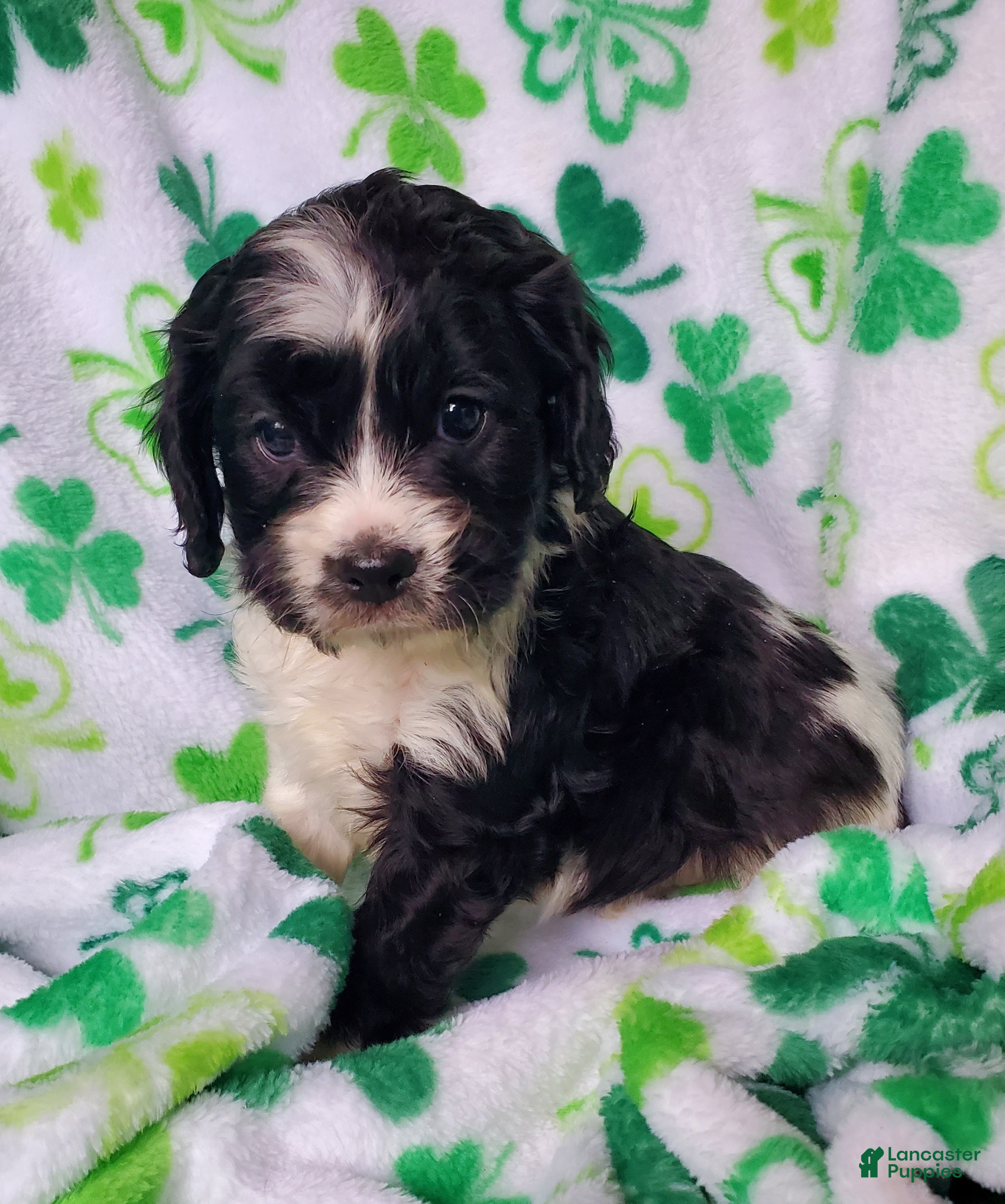 Cavapoo dogs Dutton - Ad 1