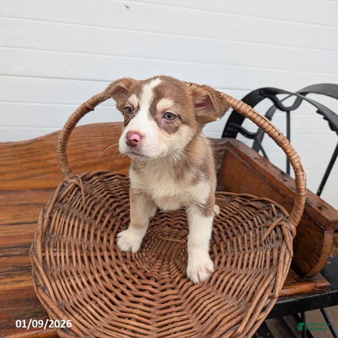 Mixed Breed dogs for sale: Sadie - Ad 1