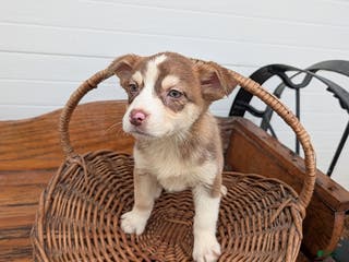 Mixed Breed dogs Sadie - Ad 32