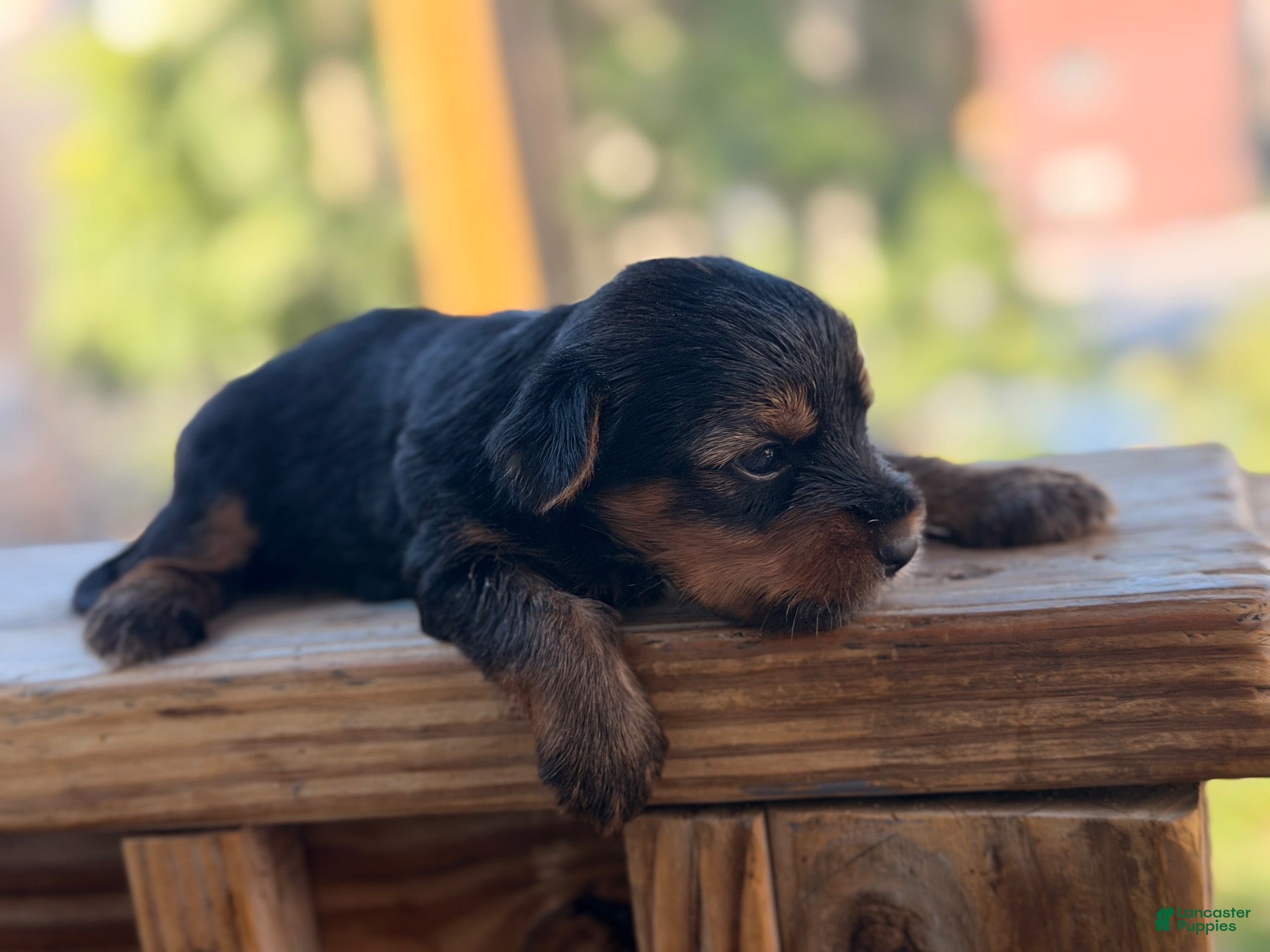 Yorkshire Terrier dogs Yorkshire Terrier 1 - Ad 30