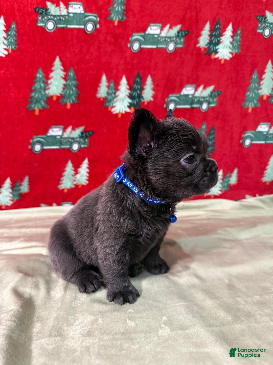 French Bulldog dogs for sale: 💙 Frost - Ad 6