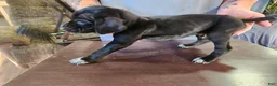 German Shorthaired Pointer dogs for sale: German Shorthaired Pointer 1 - Ad 3