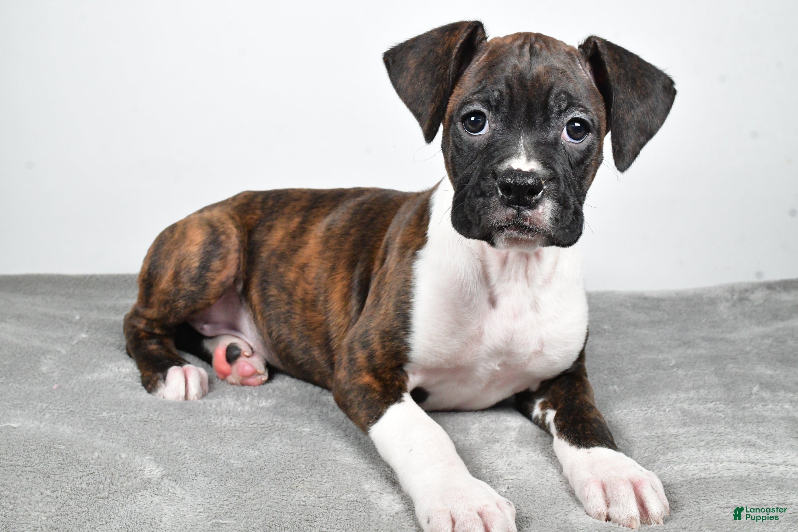 Boxer dogs Abbie - Ad 11