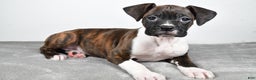 Boxer dogs for sale: Abbie - Ad 1