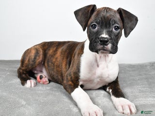 Boxer dogs Abbie - Ad 4