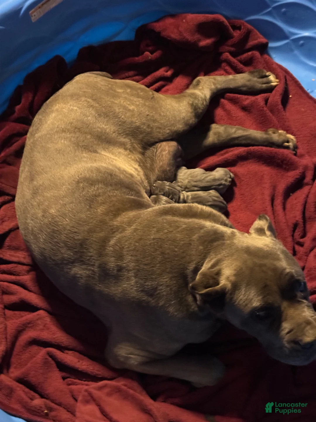 Cane Corso dogs for sale: Cane Corso 2 females  - Ad 7