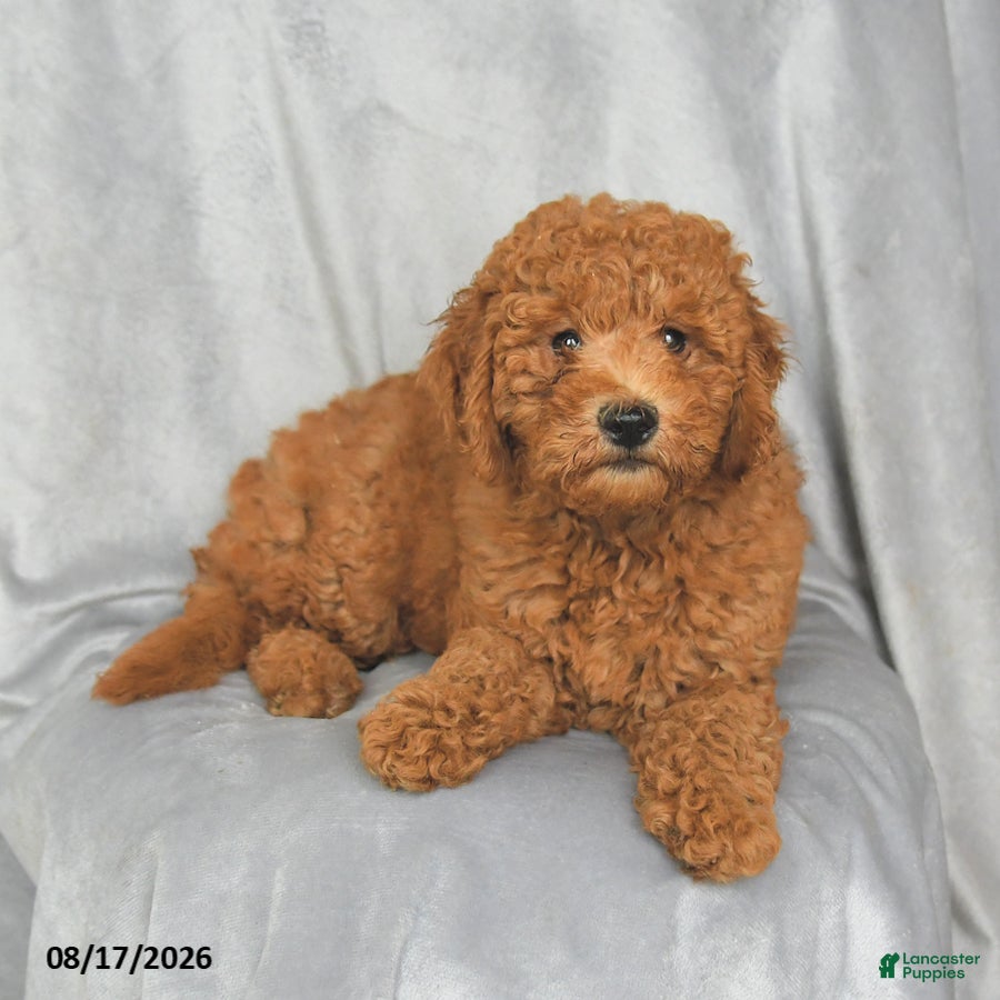 Mini Goldendoodle dogs Precious - Ad 2