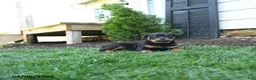 Rottweiler dogs for sale: Cc - Ad 5
