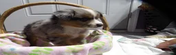 Miniature Australian Shepherd dogs for sale: Milly - Ad 1