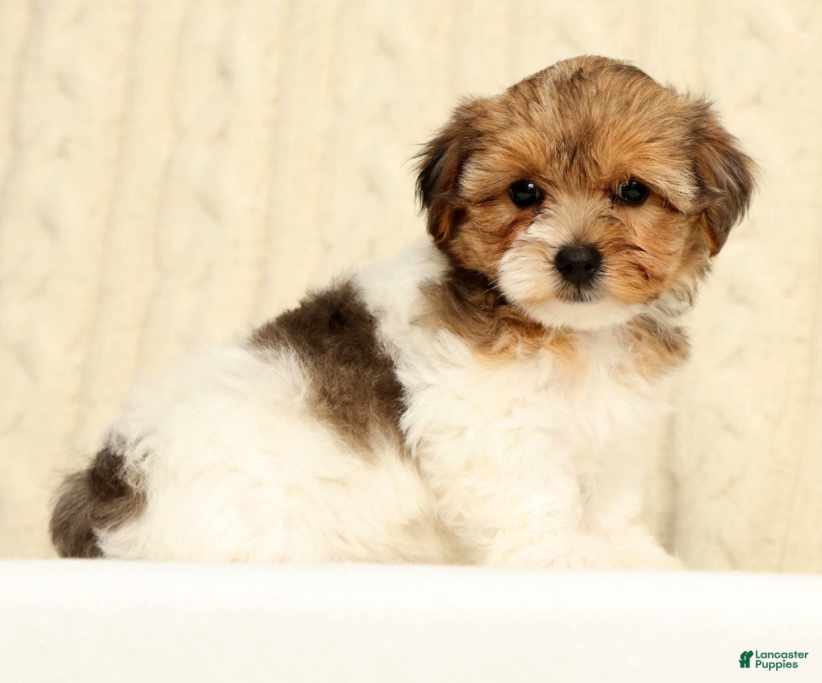 Yorkiepoo dogs Clover - Ad 1