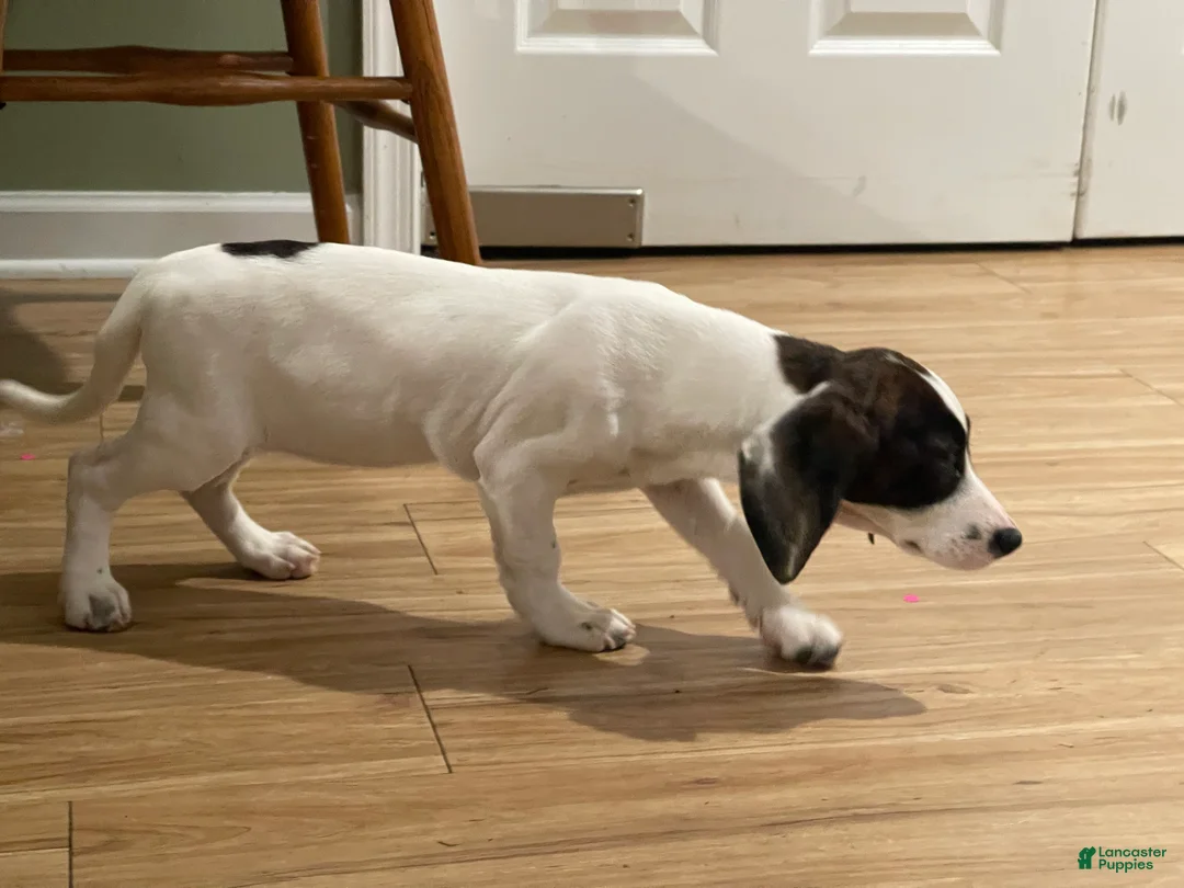 Mixed Breed dogs for sale: Tilly - Ad 2