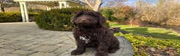 Portuguese Water Dog dogs for sale: Toby - Ad 8