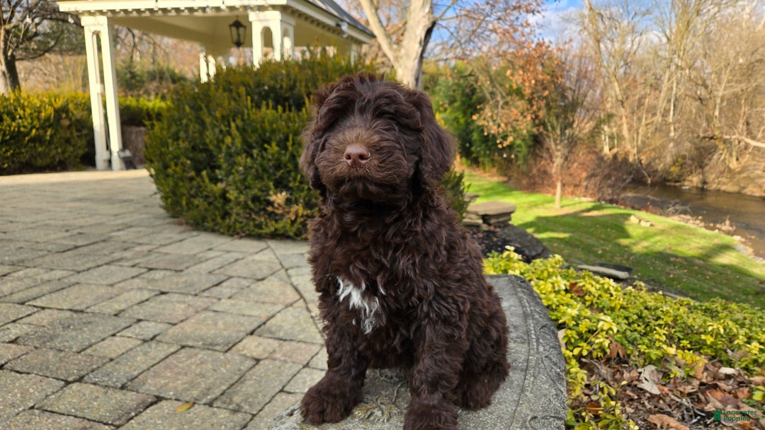 Portuguese Water Dog dogs for sale: Toby - Ad 8