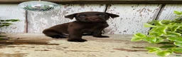 Labrador Retriever dogs for sale: Frank  - Ad 8