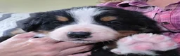 Bernese Mountain Dog dogs for sale: Bernese Mountain Dog Puppy 4 - Ad 3