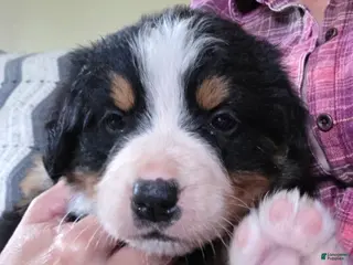 Bernese Mountain Dog dogs Bernese Mountain Dog Puppy 4 - Ad 34