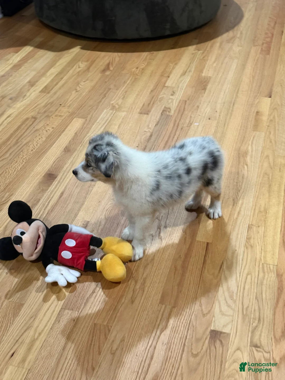 Australian Shepherd dogs for sale: Australian Shepherd Blue Merle girl - Ad 2