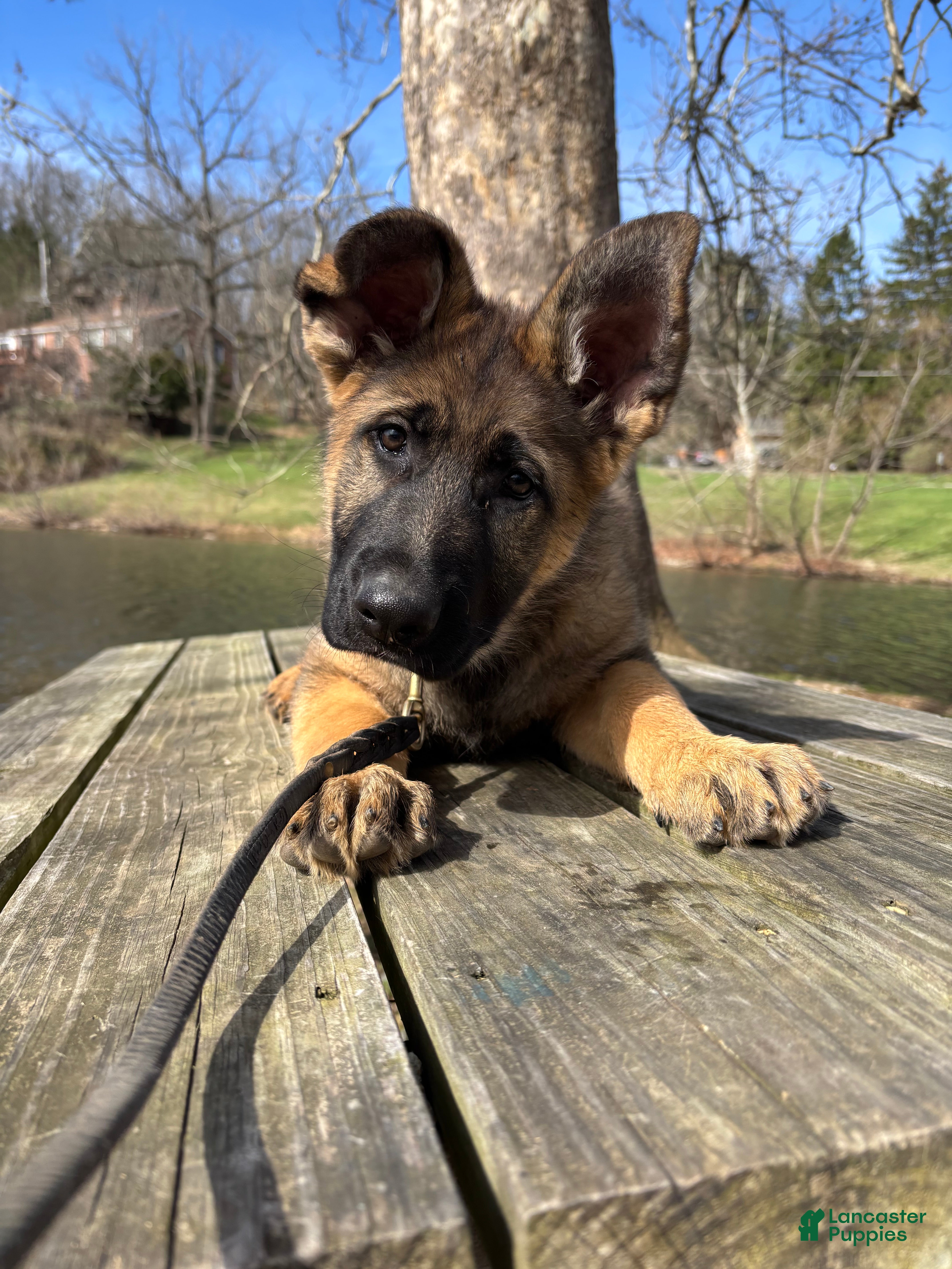 German Shepherd dogs German Shepherd Puppy 4 - Ad 1
