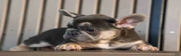 French Bulldog dogs for sale:  Flora Jane 🩷 - Ad 12