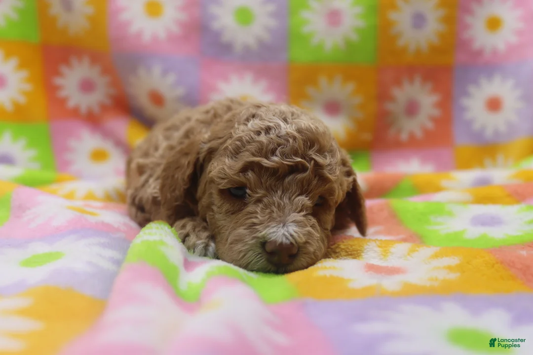 Toy Poodle dogs for sale: Violet - Ad 2
