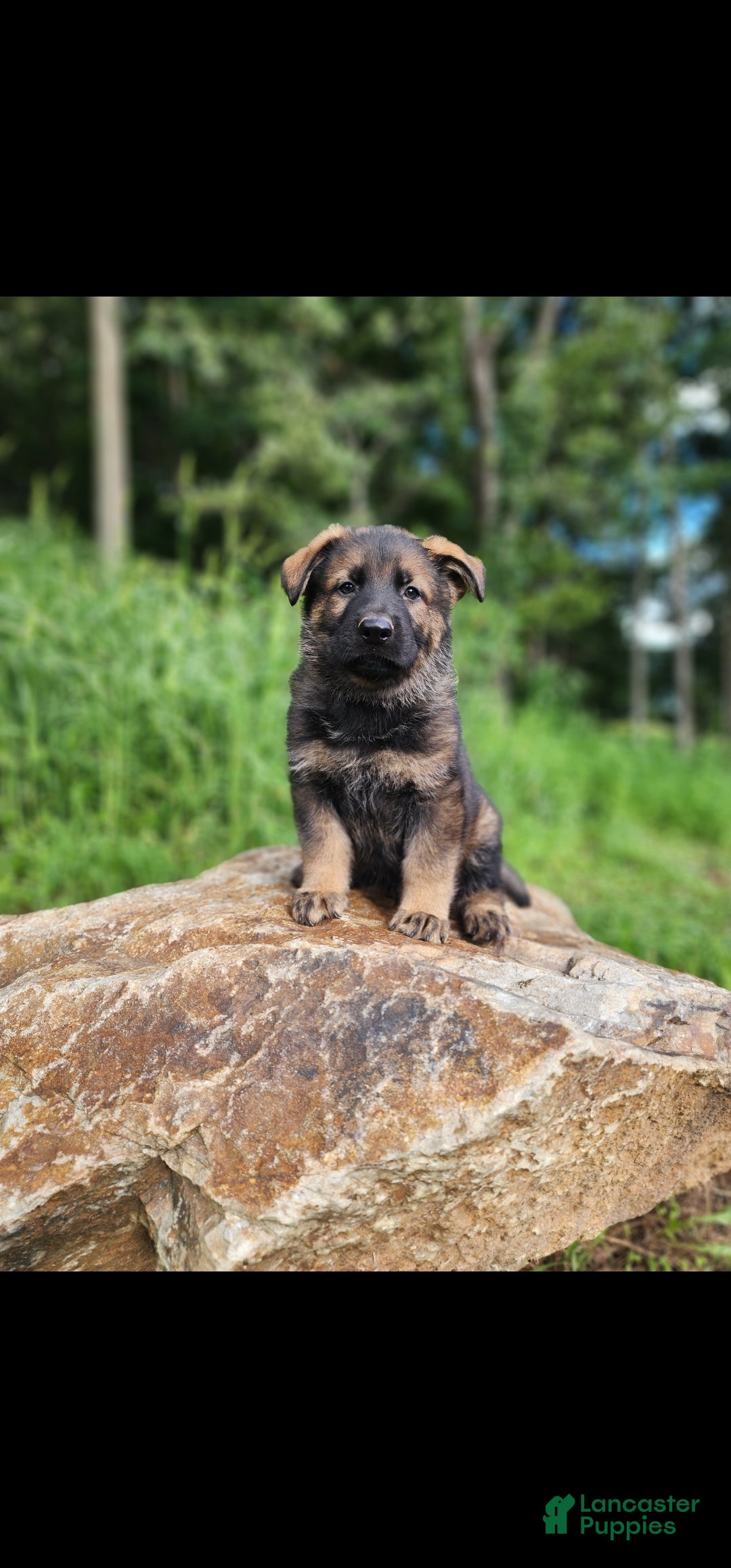 German Shepherd dogs  Tracker - Ad 1