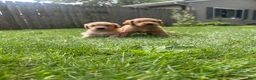 Golden Retriever dogs for sale: Lucy  - Ad 4