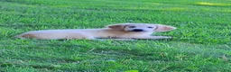 Golden Retriever dogs for sale: Misty - Ad 2