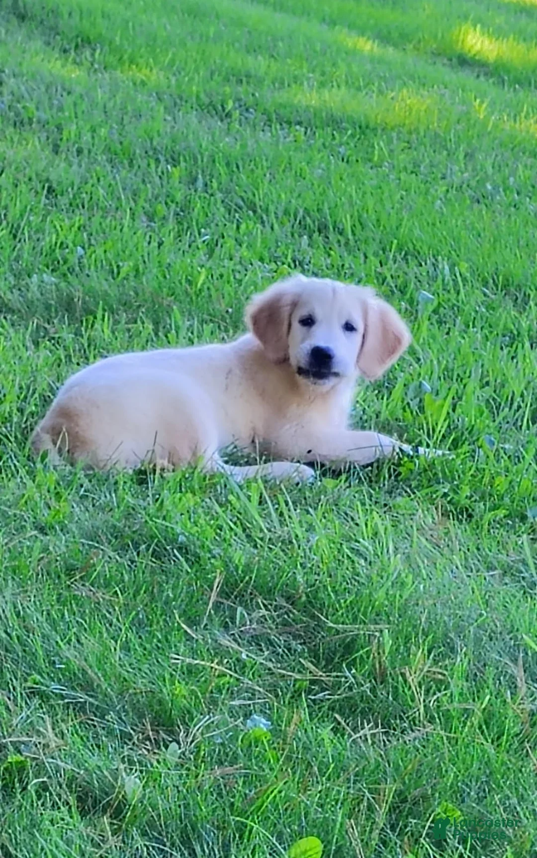 Golden Retriever dogs for sale: Misty - Ad 2