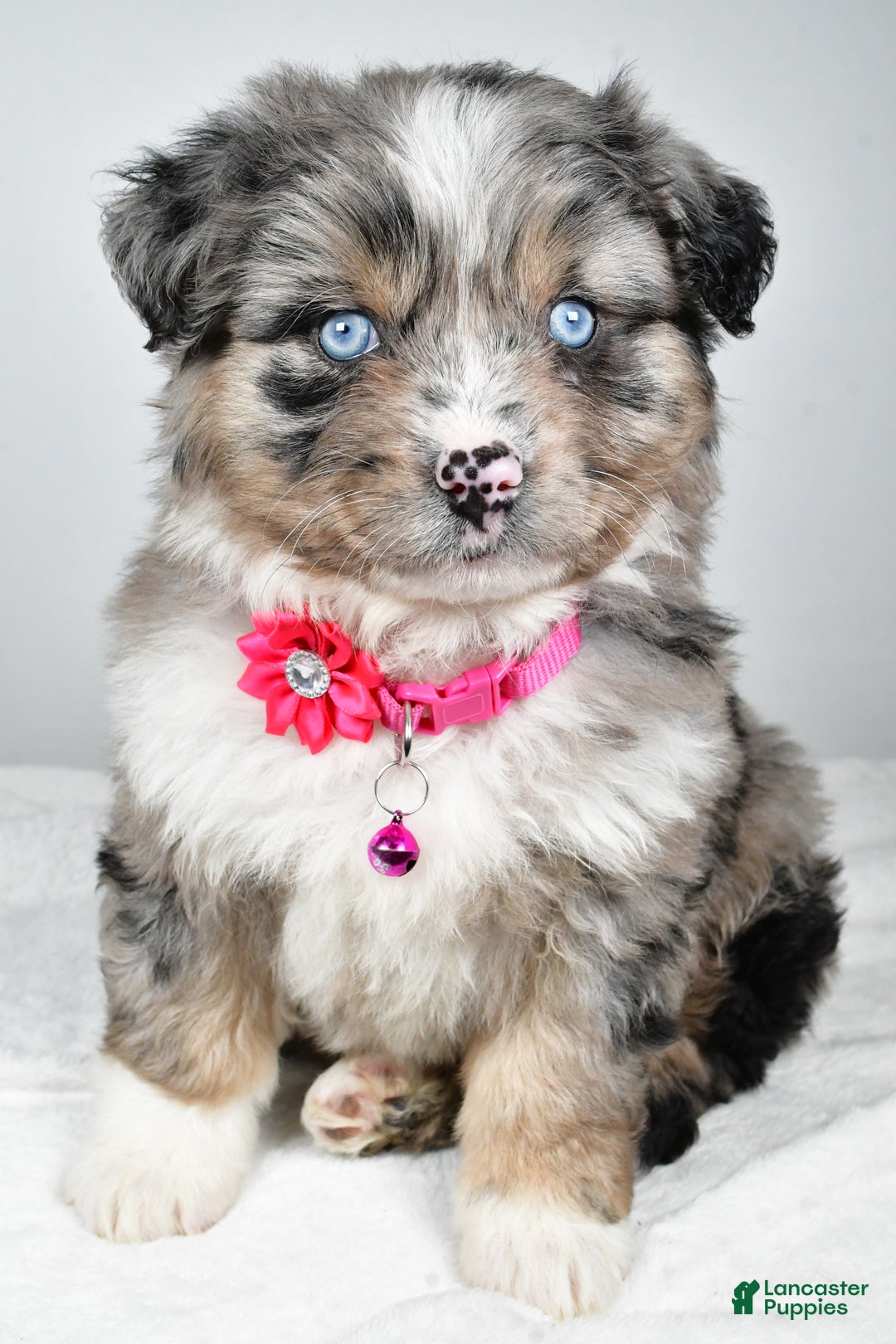 Mixed Breed dogs for sale: Pansy - Ad 8