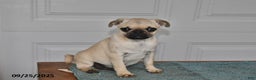 Pug dogs for sale: Wee Willy Winkie - Ad 14