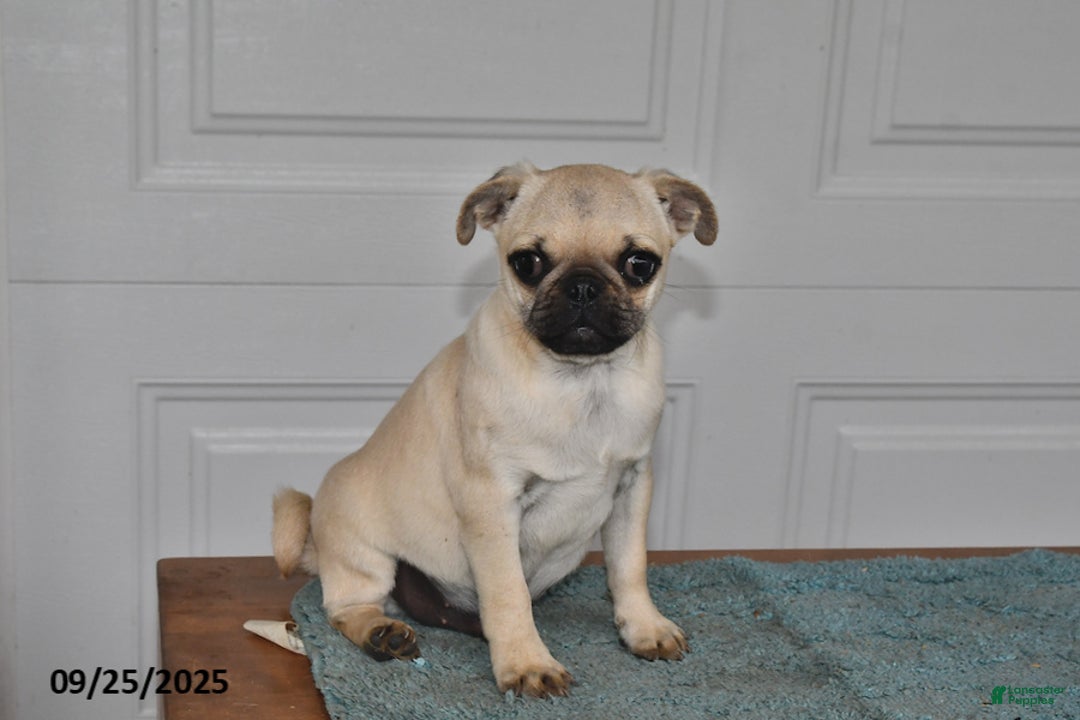 Pug dogs for sale: Wee Willy Winkie - Ad 14